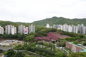 2025 제11회 군포철쭉축제 안내 &amp;#44;주차장이요안내