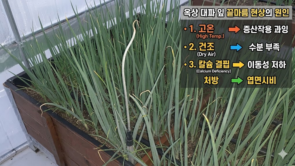 대파 잎 끝부분이 노랗게 변하며 마르는 현상
