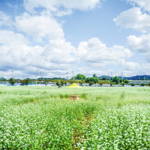 메밀