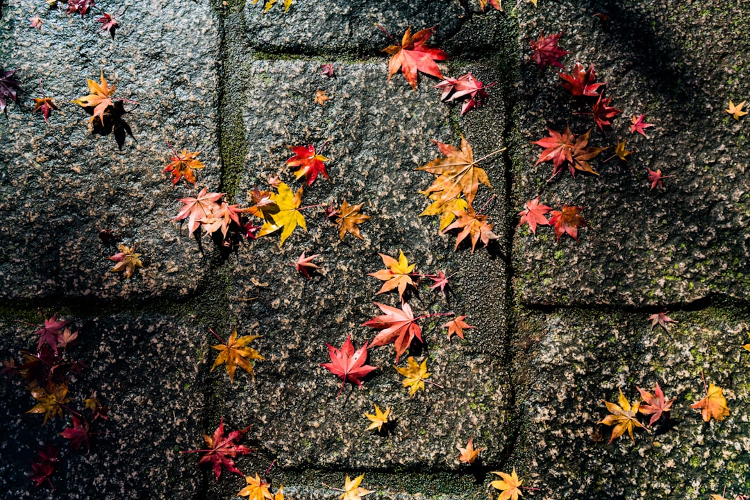 Kyoto