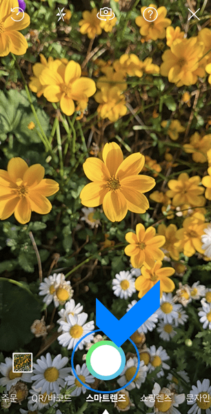 노란색 꽃 사진 촬영