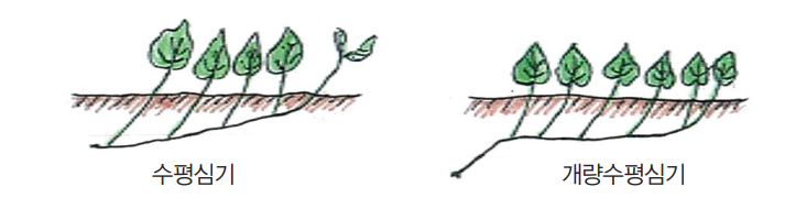 남부, 중부지방 고구마 파종 심는 시기, 키우기, 재배 및 수확 방법, 보관법