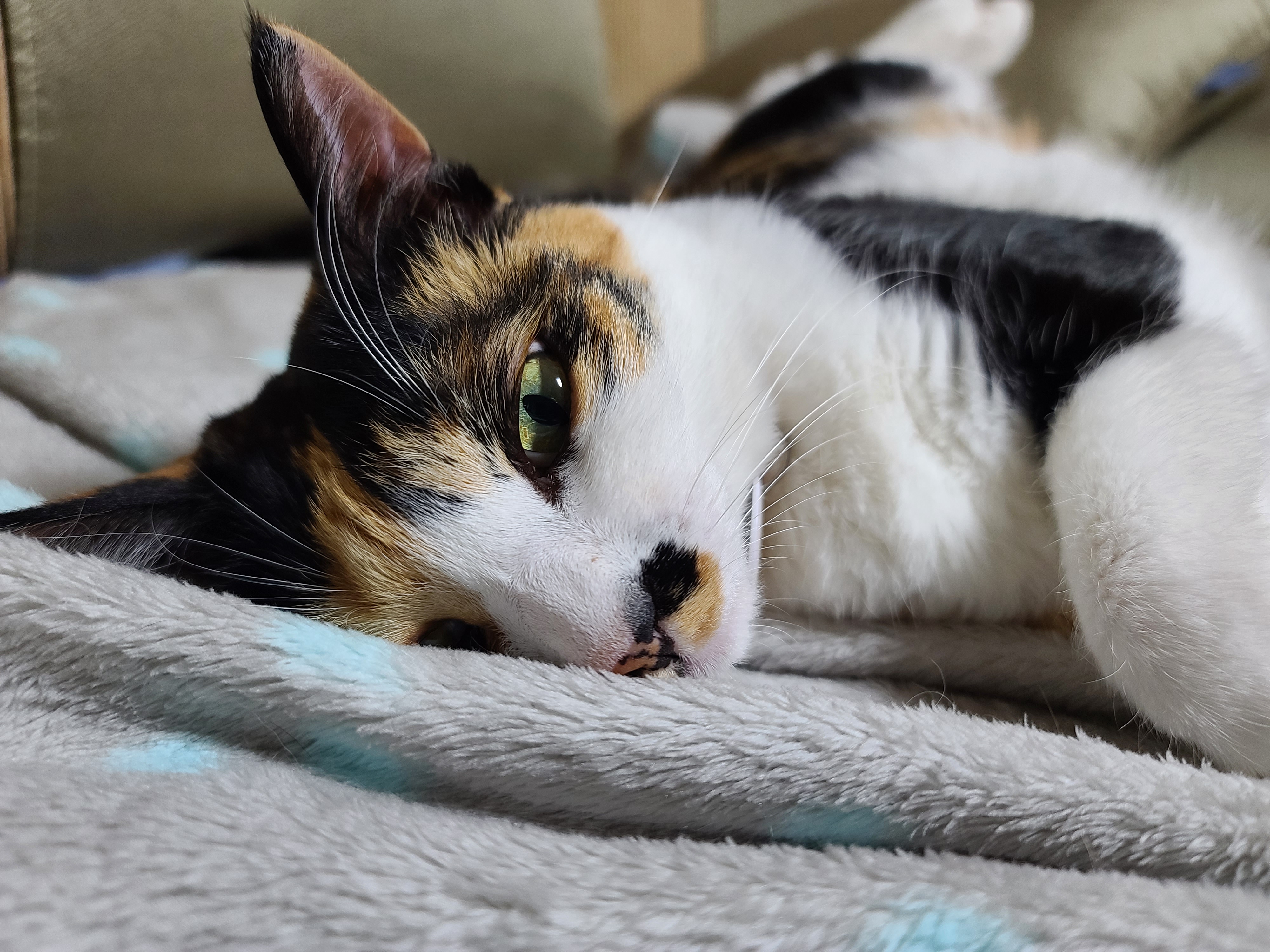 자주 볼수 없는 다다의 자는모습 도촬!(feat.고양이 지근구, 발목젤리)