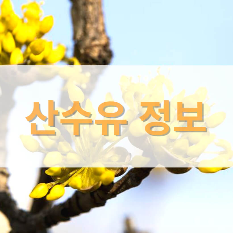 산수유
