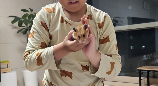 골든햄스터 핸들링