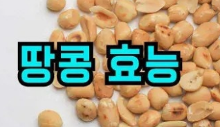 땅콩 효능 7가지 정리
