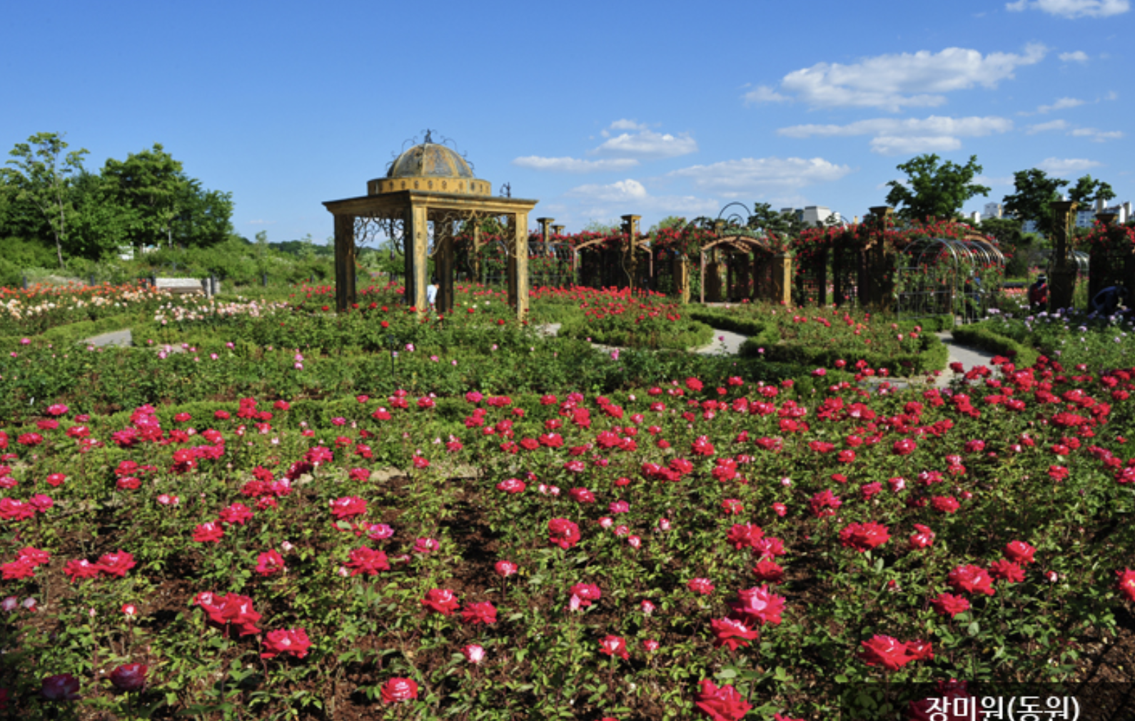 한밭수목원 정원-장미