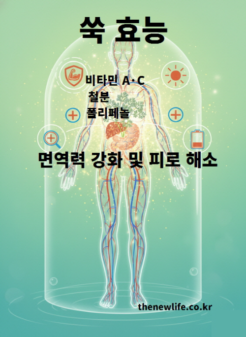 쑥 효능을 표현한 면역력 강화 및 피로 해소 일러스트 – 비타민과 폴리페놀 성분이 인체 에너지를 활성화하고 면역을 강화하는 모습