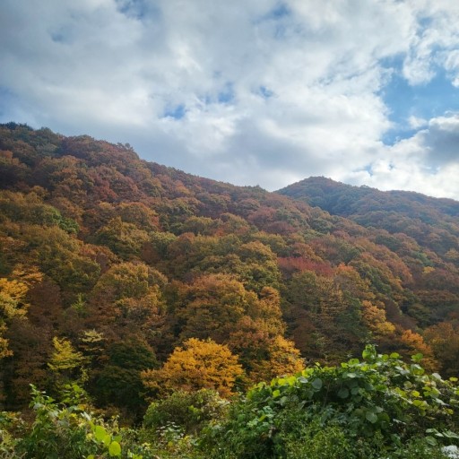 지리산 단풍시기