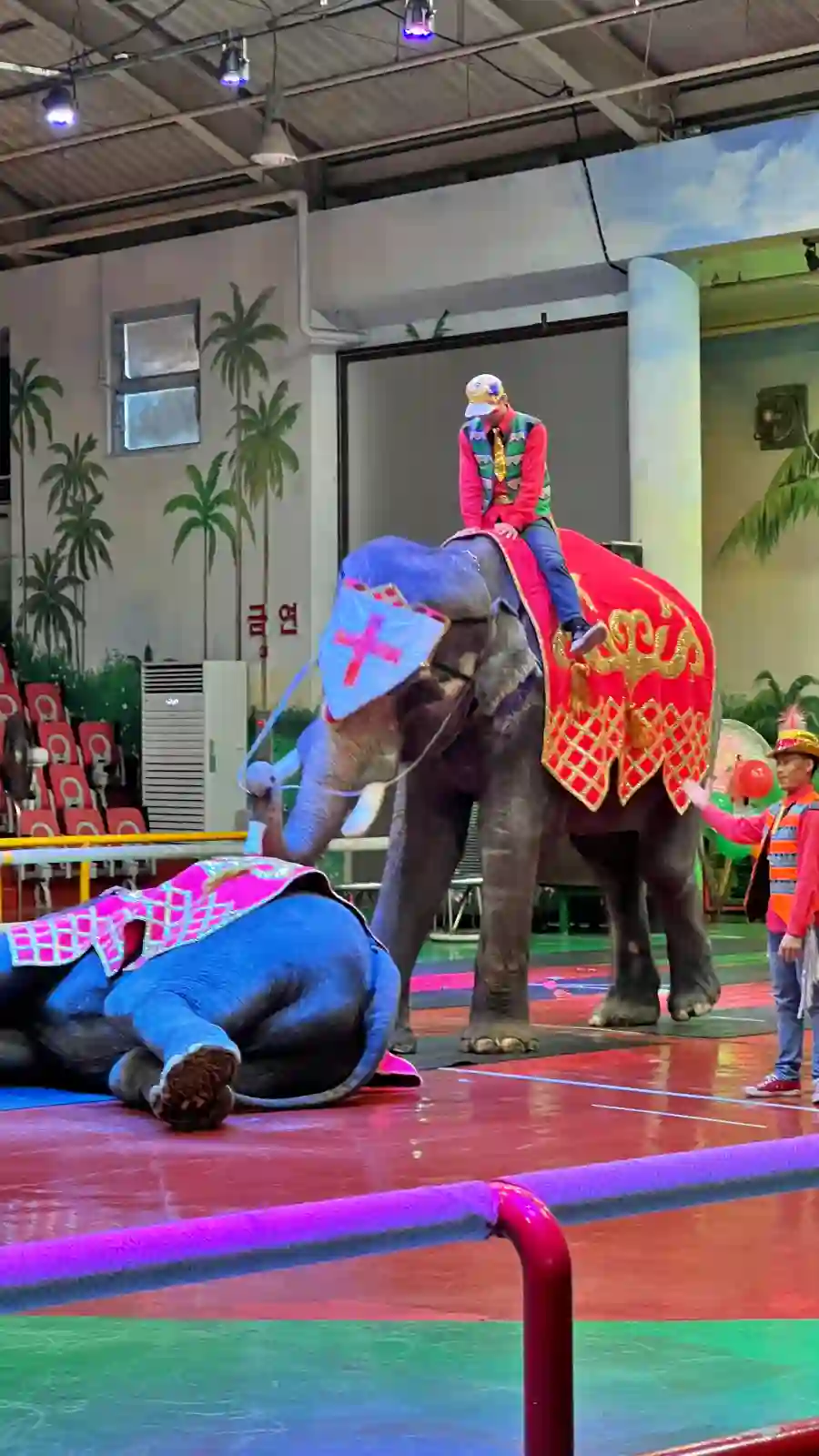 코끼리가 연기도 할 수 있는 것을 처음 알았습니다.