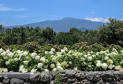 불두화와 수국