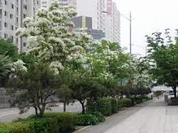 상도권역 이팝나무 꽃 축제 기본일정과 프로그램 소개 및 특징