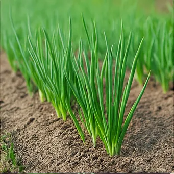 쪽파 심는시기12