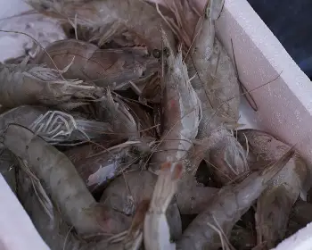 서천 홍원항 자연산 전어 꽃게 축제_14