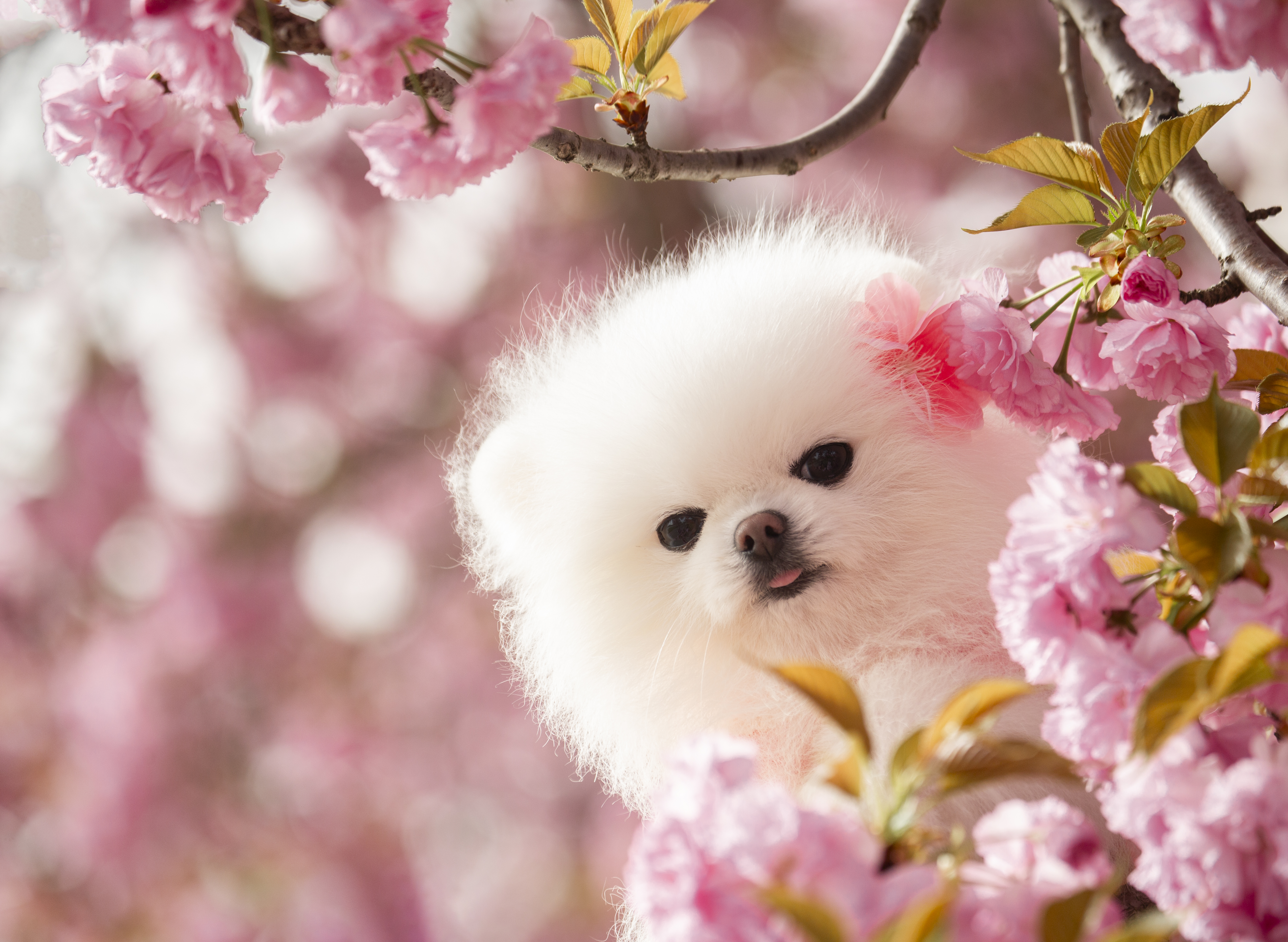 우리나라 벚꽃 개화 시기 일정