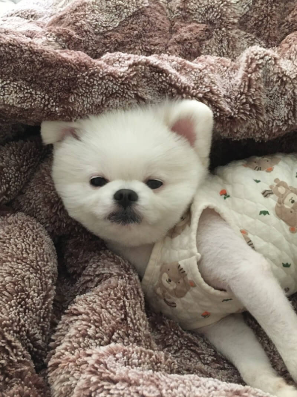 포메라니안_꾸마