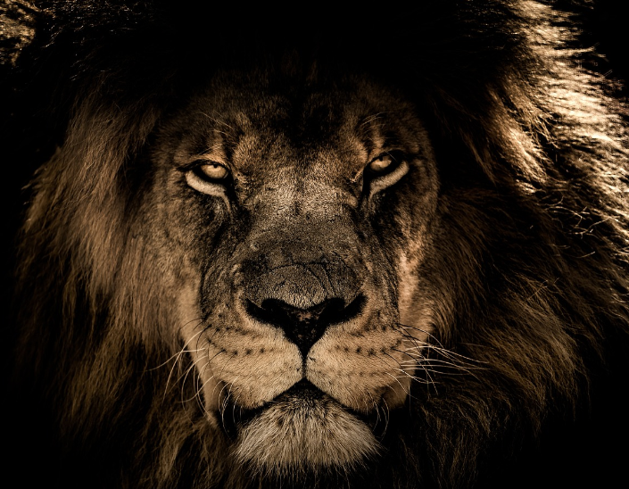 사자 나오는 꿈 해몽