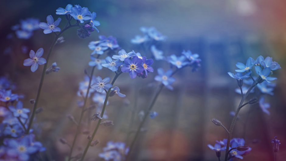 Delicate blue forget-me-not flowers blooming in spring sunlight.