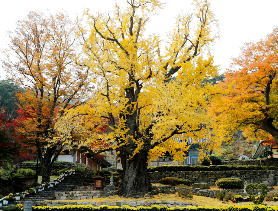 태안 흥주사 은행나무