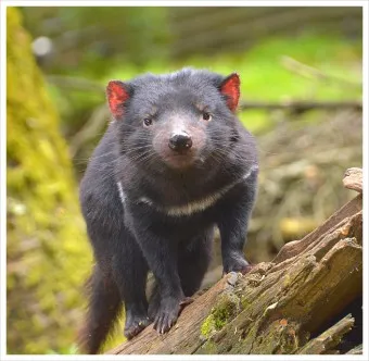 태즈메이니아 데빌 특징 매력 성격_5