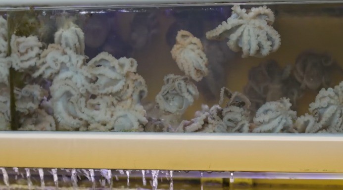 개나리식당-삼각지점