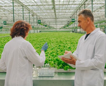 유전자-재조합-식품