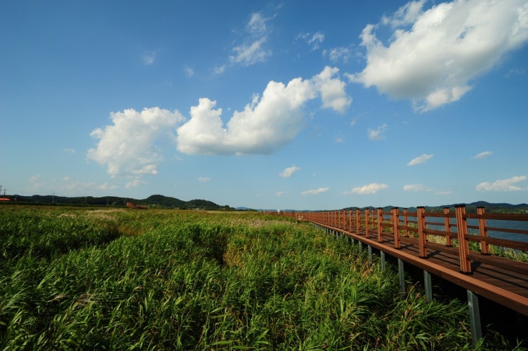 신성리 갈대밭