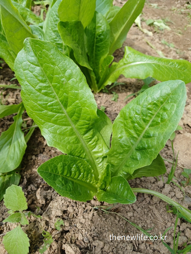Slender young romaine-type lettuce growing on soil – 땅 위에 좁고 길게 자라는 로메인형 어린 상추 모습