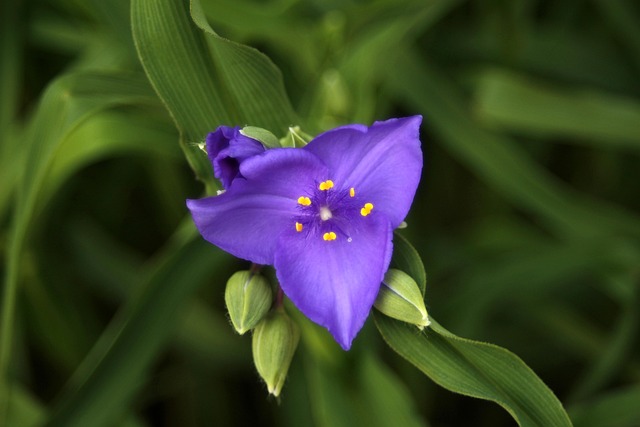 자주개비 관련 사진