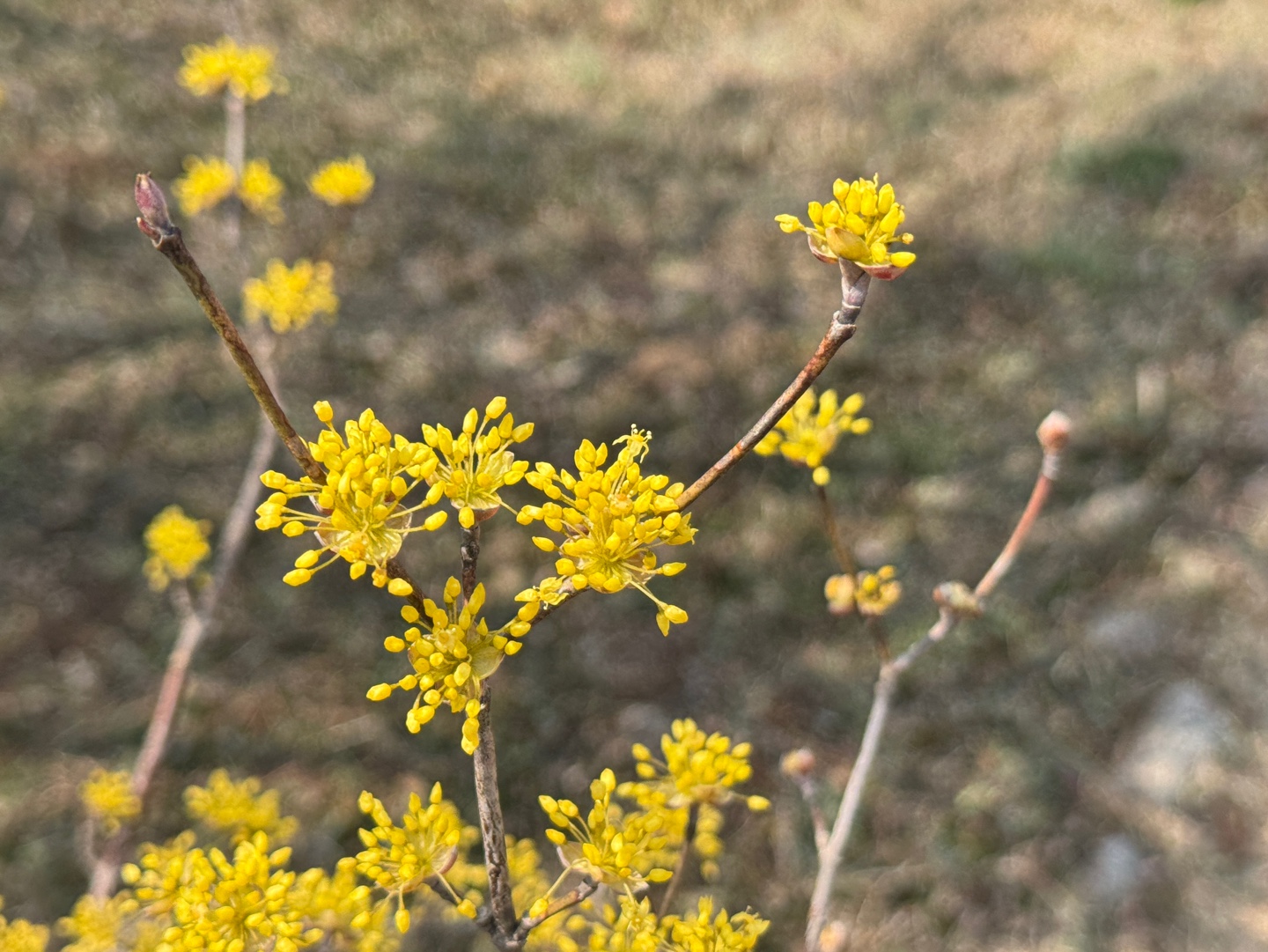 구례산수유축제