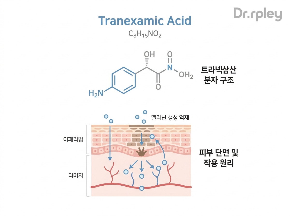 닥터리플리 트라넥삼산 미백 성분 설명 인포그래픽