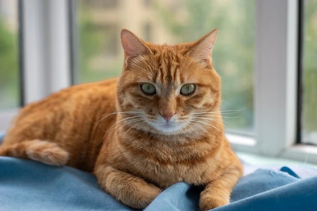 반려동물의 감정을 읽는 5가지