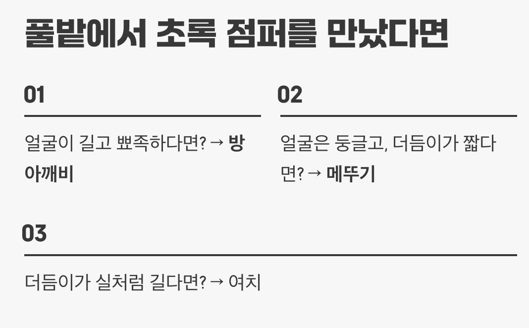 1분 완성! 풀밭 탐정 실전 팁