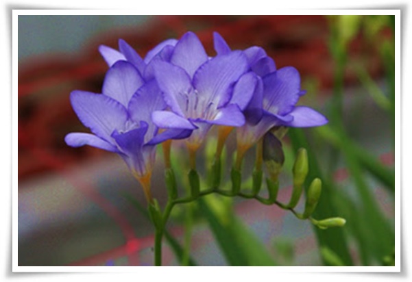 "프리지아" 봄을 알리는 황금빛 향기, 그 매력과 재배의 모든 것!