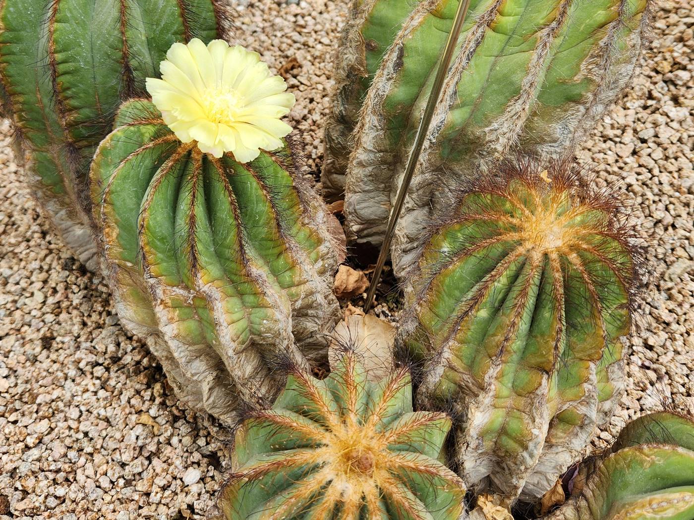 파로디아 마그니피카(수박선인장)