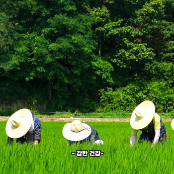 바나듐 쌀 부작용