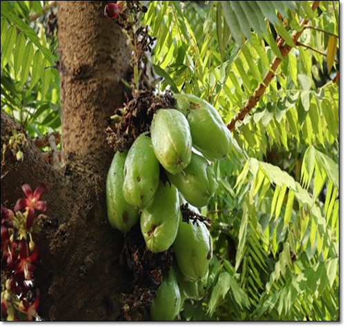 빌림비 나무 열매