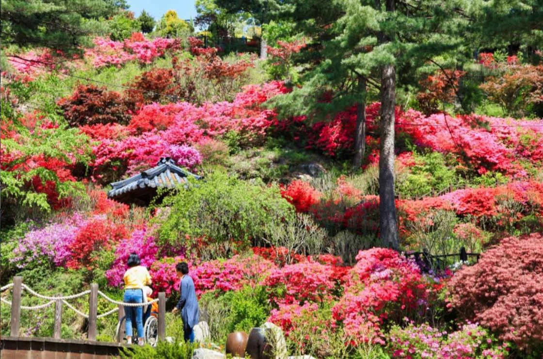 아침고요수목원-사진3