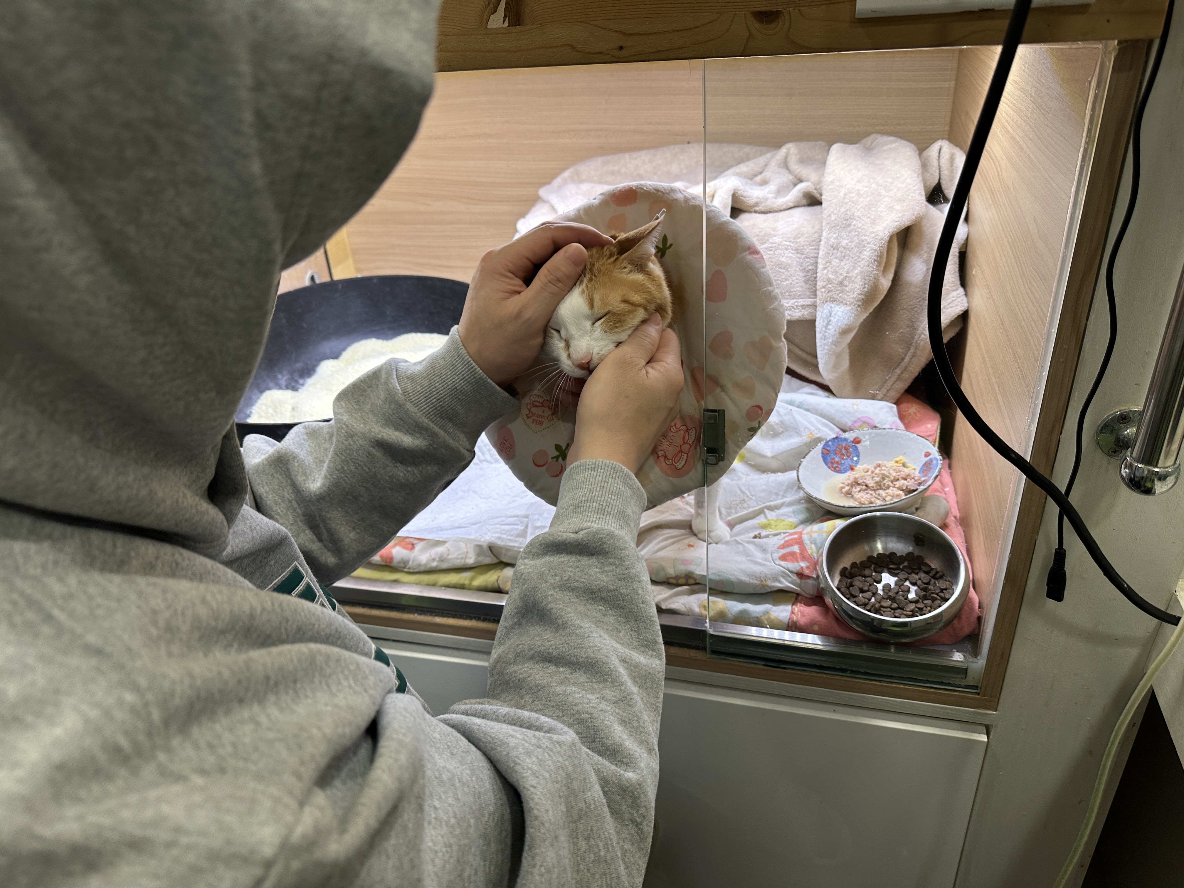 황달로_병원에_입원한_치즈냥이_호야_11