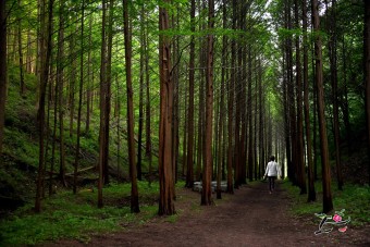 화인산림욕장 옥천 가볼만한곳 추천 명소 산책로 주차