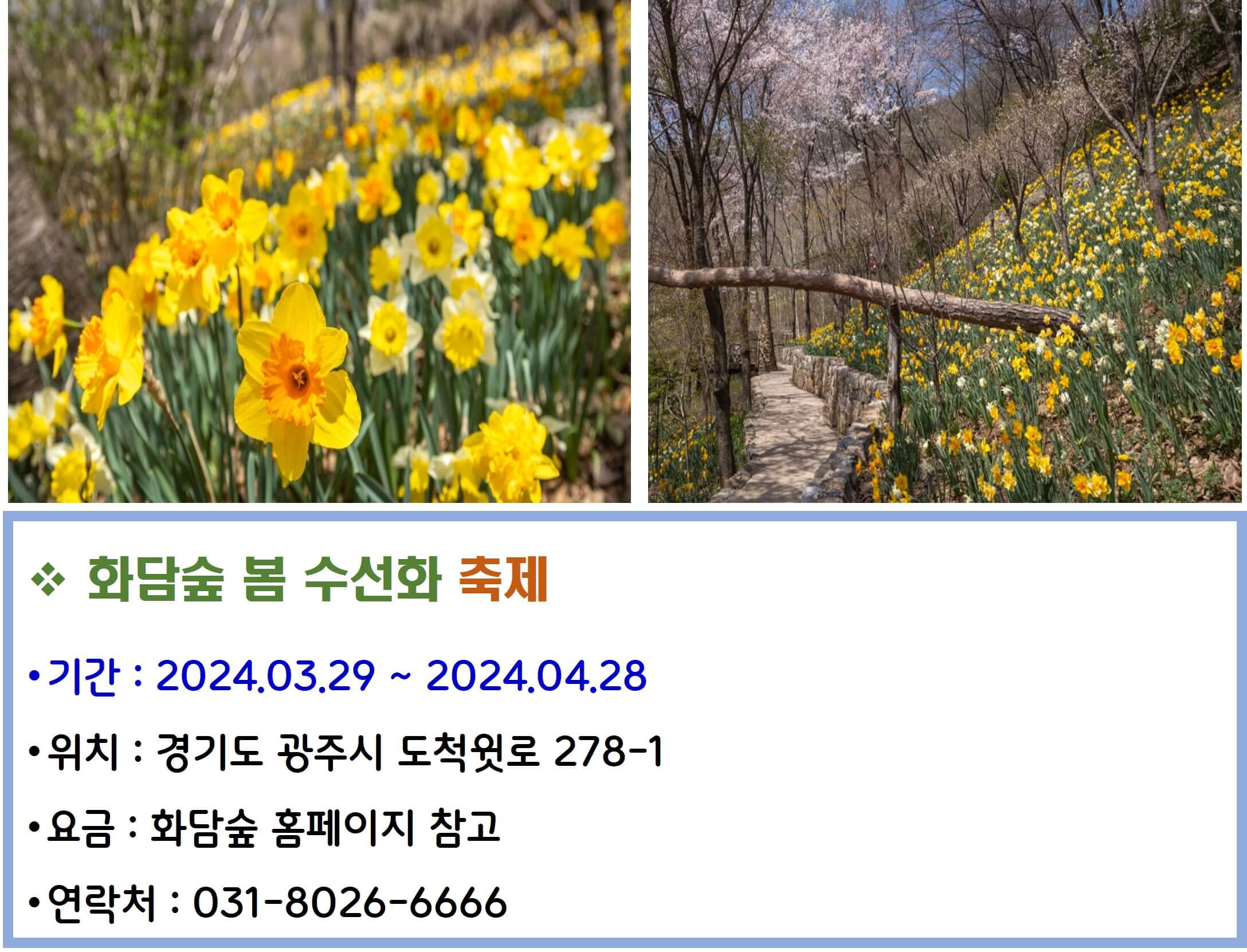 화담숲 봄 수선화축제