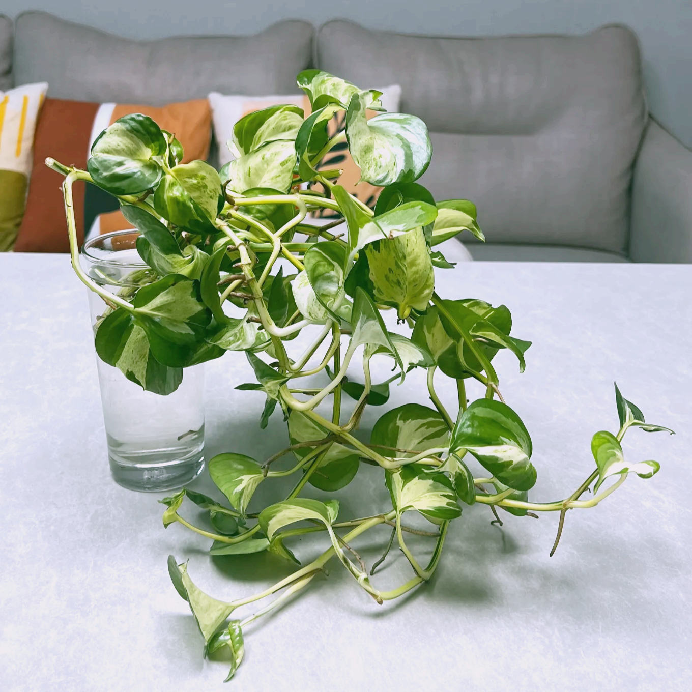 키우기 쉬운 식물 오레우스