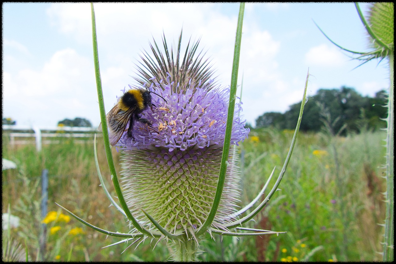 밀크씨슬 이미지13