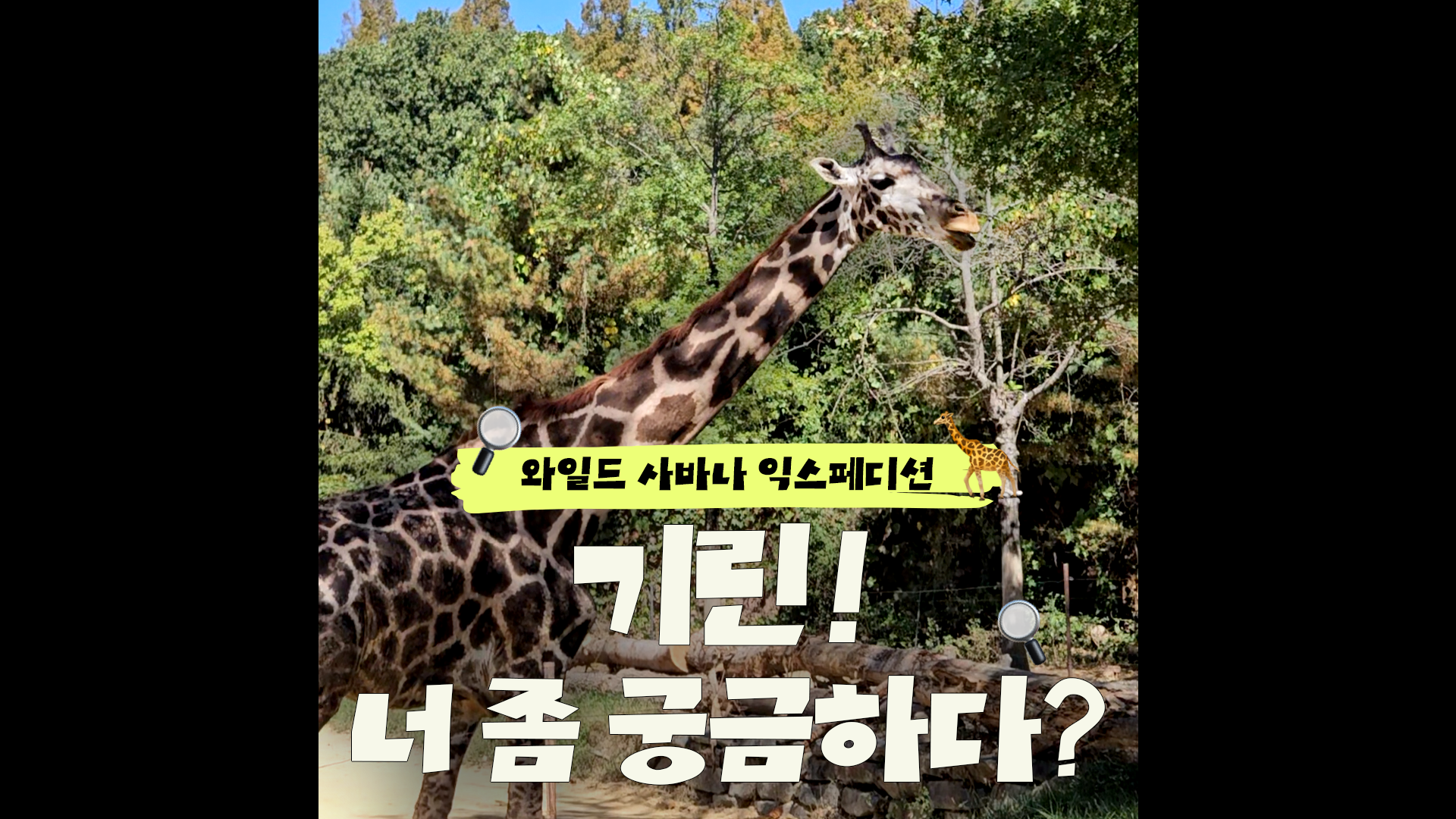 요즘은 기린도 자기 PR 시대｜#shorts #와일드사바나익스페디션