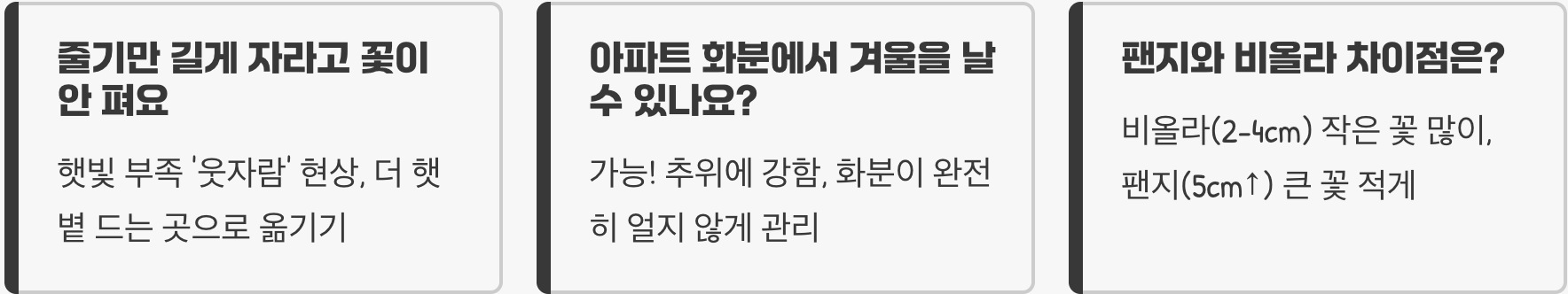 작은 요정 비올라 키우기 A to Z (파종, 물주기, 관리법 총정리)