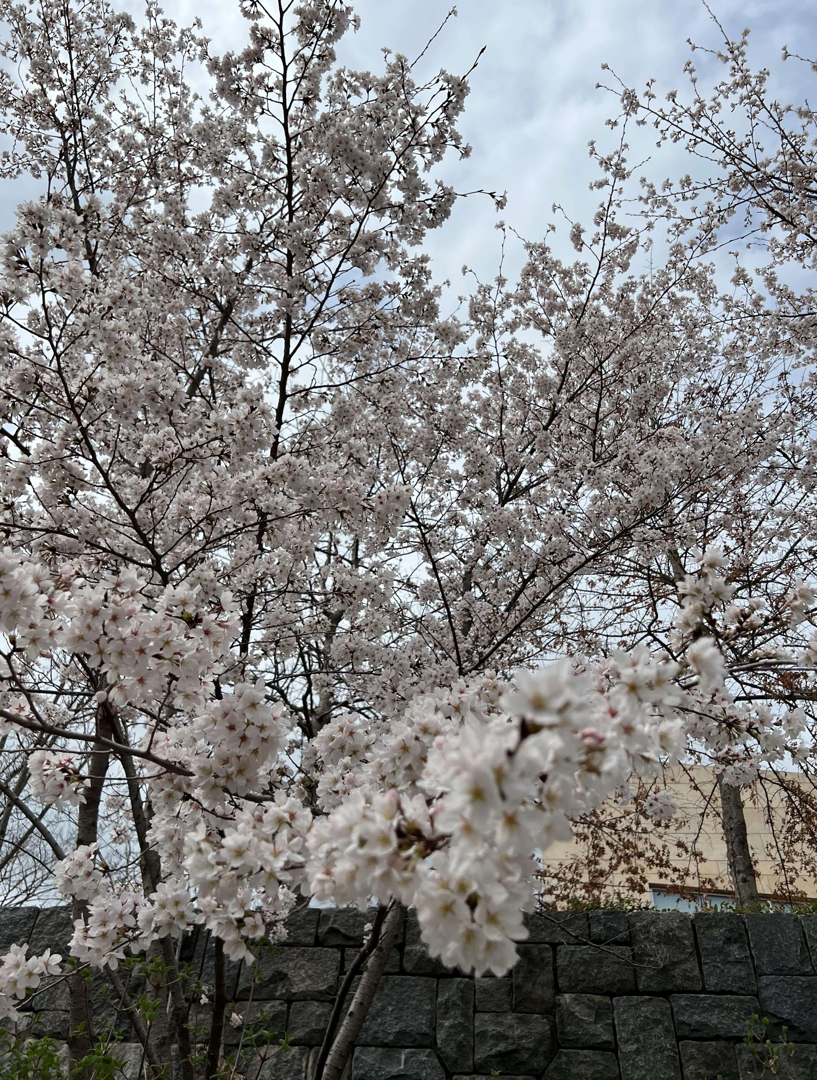 활짝 핀 벚꽃