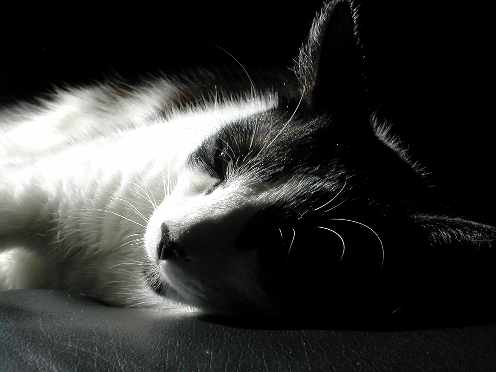 야행성 고양이 사진