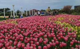 태안 튤립 축제(2025) 일정 맛집 추천관광지 관련 사진