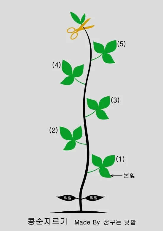 순지르기 기초 측지유도 키작게유지 공간효율 관리 팁_7