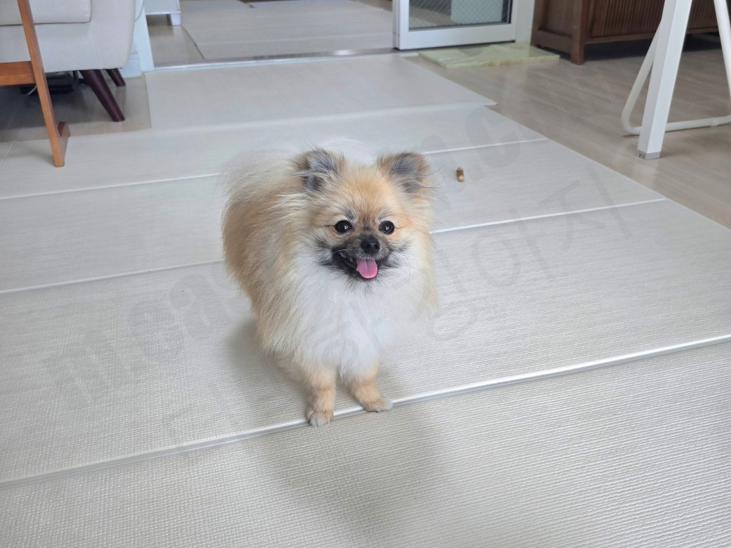 훈련하며 집중하는 강아지